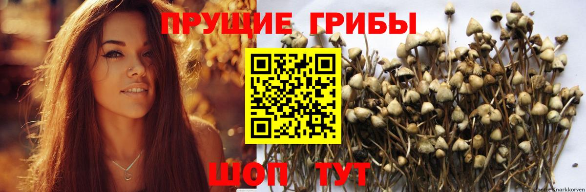 Гусев  Псилоцибиновые грибы GOLDEN TEACHER  Вход с VPN  купить наркотики цена  Галлюциногенные грибы Psilocybe 